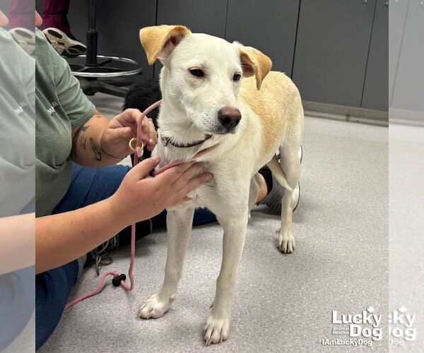 Medium Photo #2 Labrador Retriever-Retriever  Mix Puppy For Sale in Washington, DC, USA
