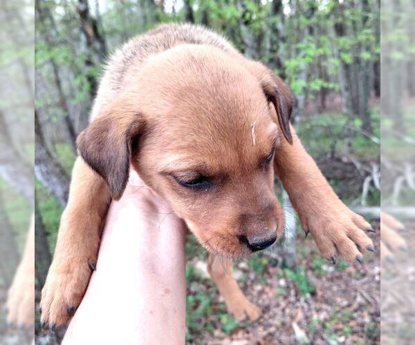Medium Photo #1 Border Collie Puppy For Sale in Rutherfordton, NC, USA