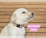 Small Photo #43 Labrador Retriever Puppy For Sale in EDGEWOOD, TX, USA