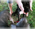 Small Photo #3 Cane Corso Puppy For Sale in SPRINGFIELD, MO, USA