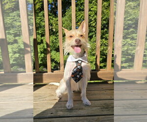Jack Chi Dogs for adoption in Columbus, IN, USA