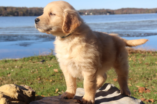 Medium Photo #10 Golden Retriever Puppy For Sale in HARRISON, TN, USA