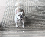 Small Photo #1 French Bulldog Puppy For Sale in BELTON, TX, USA