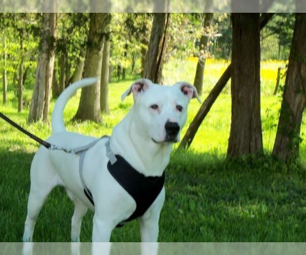 Medium Photo #8 American Pit Bull Terrier Puppy For Sale in Osgood, IN, USA