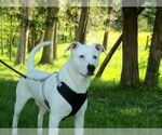 Small #7 American Pit Bull Terrier
