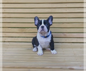 French Bulldog Puppy for sale in ELGIN, SC, USA