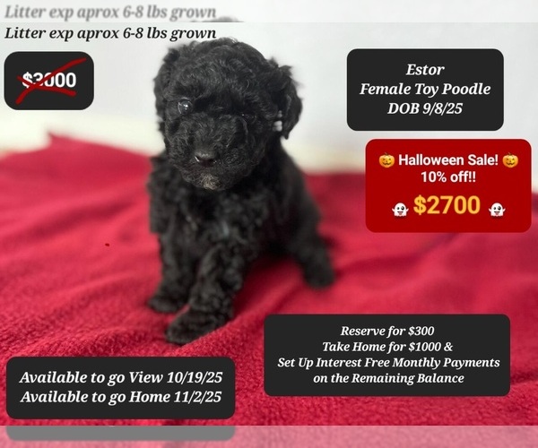 Medium Photo #6 Poodle (Toy) Puppy For Sale in TUCSON, AZ, USA