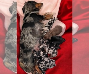 Dachshund Litter for sale in HEREFORD, AZ, USA