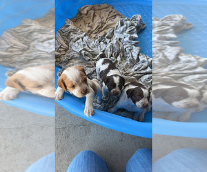 Brittany Puppy for sale in HINES, OR, USA