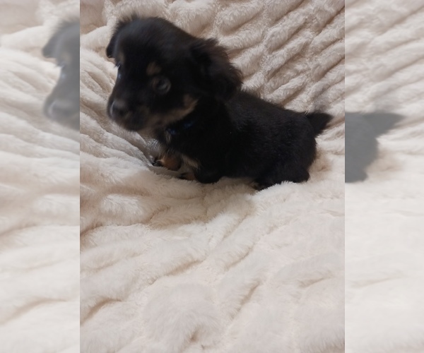 Medium Photo #1 Doxle-Poodle (Toy) Mix Puppy For Sale in HOUSTON, TX, USA