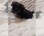 Small Photo #1 Doxle-Poodle (Toy) Mix Puppy For Sale in HOUSTON, TX, USA