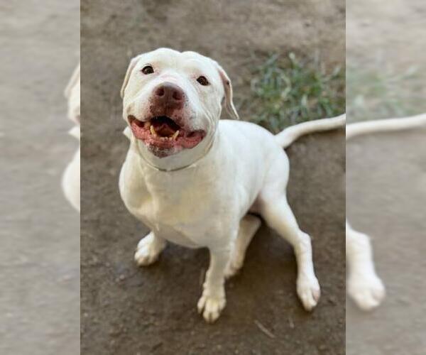 Medium Photo #1 Mutt Puppy For Sale in Riverside, CA, USA