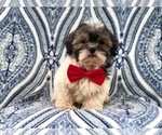 Small Photo #16 Poodle (Miniature)-Shorkie Tzu Mix Puppy For Sale in LAKELAND, FL, USA