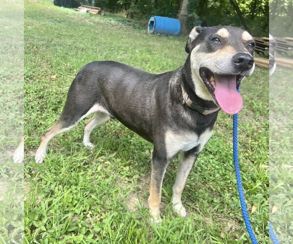 Medium Photo #8 Rottweiler-Unknown Mix Puppy For Sale in Munford, TN, USA