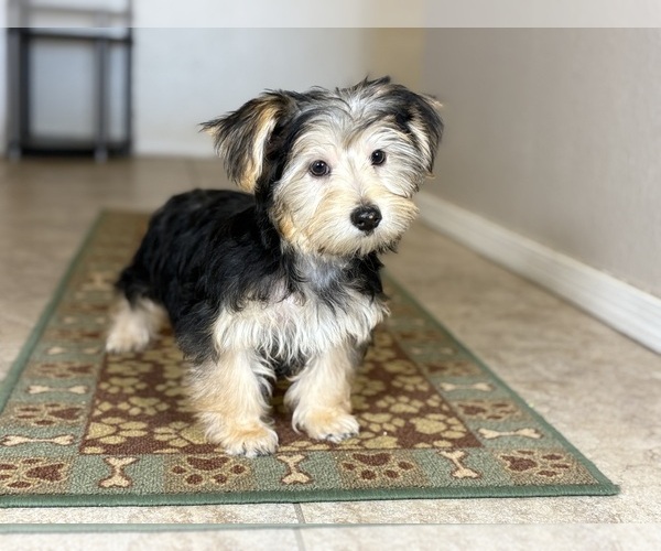 Medium Photo #2 Morkie Puppy For Sale in TUCSON, AZ, USA