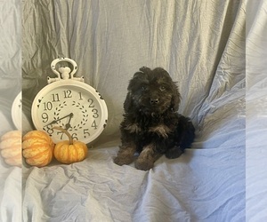 Cock-A-Poo Puppy for sale in WOOSTER, OH, USA