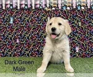 Golden Retriever Puppy for sale in CORONA, CA, USA