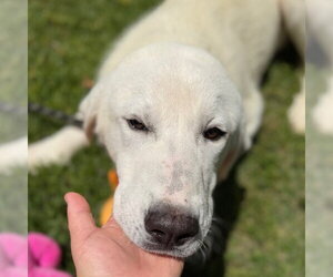 Great Pyrenees Dogs for adoption in Yardley, PA, USA