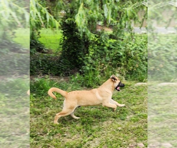 Medium Photo #9 Akita-German Shepherd Dog Mix Puppy For Sale in GRANTS PASS, OR, USA