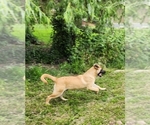 Small Photo #9 Akita-German Shepherd Dog Mix Puppy For Sale in GRANTS PASS, OR, USA
