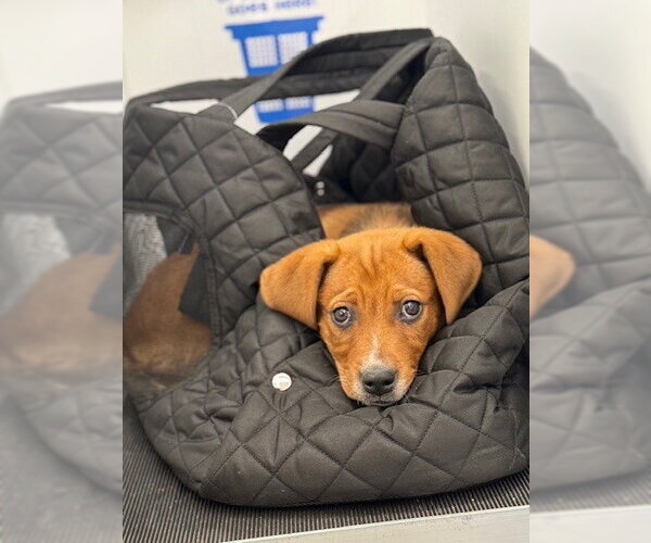 Medium Photo #22 Labrador Retriever-Unknown Mix Puppy For Sale in Brewster, NY, USA
