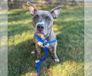 American Pit Bull Terrier Dogs for adoption in Boston, MA, USA