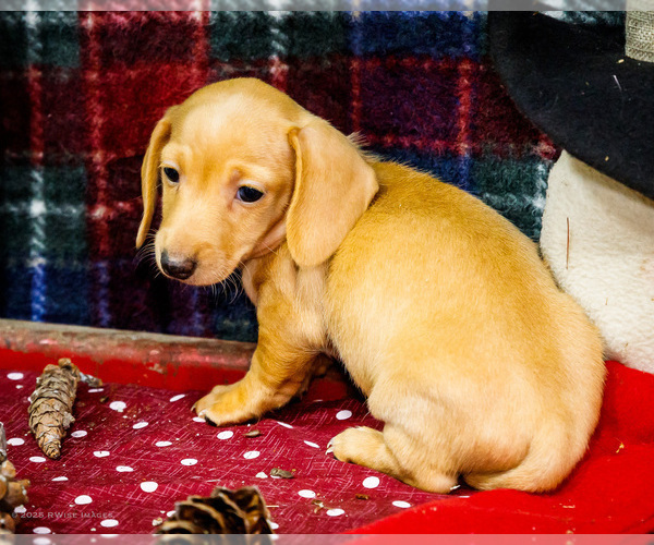 Medium Photo #8 Dachshund Puppy For Sale in WAKARUSA, IN, USA
