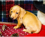 Small Photo #8 Dachshund Puppy For Sale in WAKARUSA, IN, USA