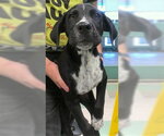 A481280 - Male Pointer Dog for Adoption - Small photo