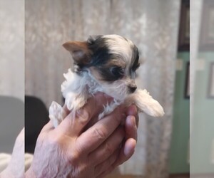 Yorkshire Terrier Puppy for sale in JAMAICA, IA, USA