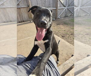 Mutt Dogs for adoption in Boston, MA, USA