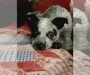 Australian Cattle Dog Puppy for sale in MOBERLY, MO, USA