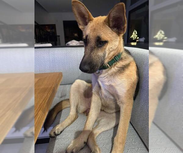 Medium Photo #2 German Shepherd Dog Puppy For Sale in Stockton, CA, USA