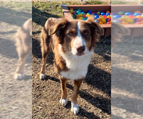 Medium Photo #1 Australian Shepherd Puppy For Sale in Oak Bluffs, MA, USA