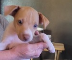 Puppy Puppy 2 Rat-Cha