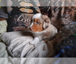 Small Photo #2 Miniature Australian Shepherd Puppy For Sale in WOODSTOCK, CT, USA