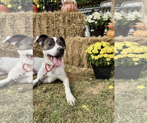 Medium Photo #15 American Pit Bull Terrier-Labrador Retriever Mix Puppy For Sale in Rustburg, VA, USA