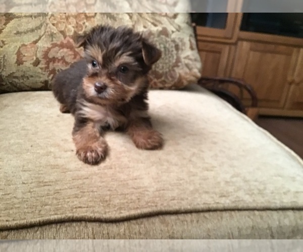 Medium Photo #1 Yorkshire Terrier Puppy For Sale in MOUNT CLEMENS, MI, USA