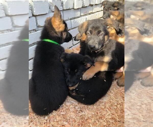 Medium Photo #3 German Shepherd Dog Puppy For Sale in LAKE STEVENS, WA, USA