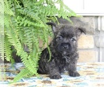 Small Photo #2 Cairn Terrier Puppy For Sale in FREDERICKSBURG, OH, USA