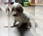 Puppy 10 Goldendoodle