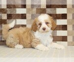 Small #1 Bernedoodle (Miniature)