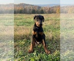 Small #7 Doberman Pinscher