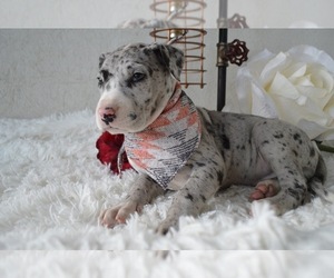 Great Dane Puppy for sale in HONEY BROOK, PA, USA