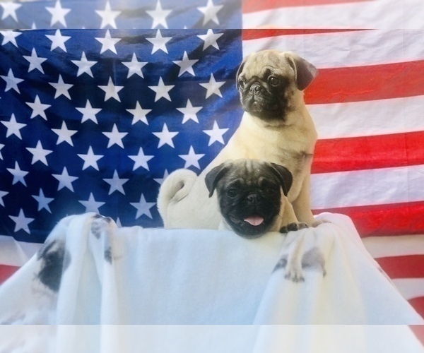 Medium Photo #9 Pug Puppy For Sale in CANTON, CT, USA
