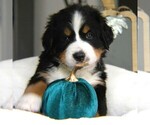 Small #2 Bernese Mountain Dog