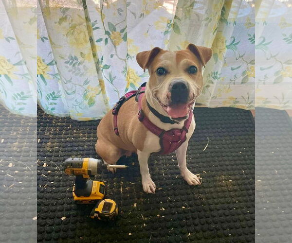 Medium Photo #6 American Pit Bull Terrier-Unknown Mix Puppy For Sale in Germantown, OH, USA
