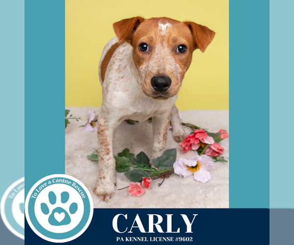 Medium Photo #2 Mutt Puppy For Sale in Kimberton, PA, USA