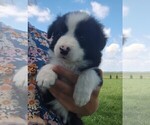 Small #10 Border Collie