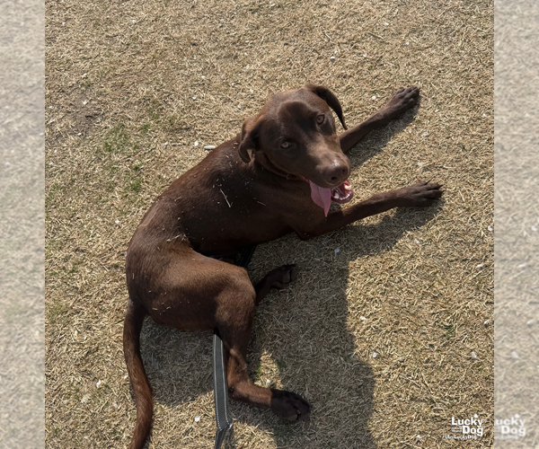 Medium Photo #8 Labrador Retriever-Unknown Mix Puppy For Sale in Washington, DC, USA